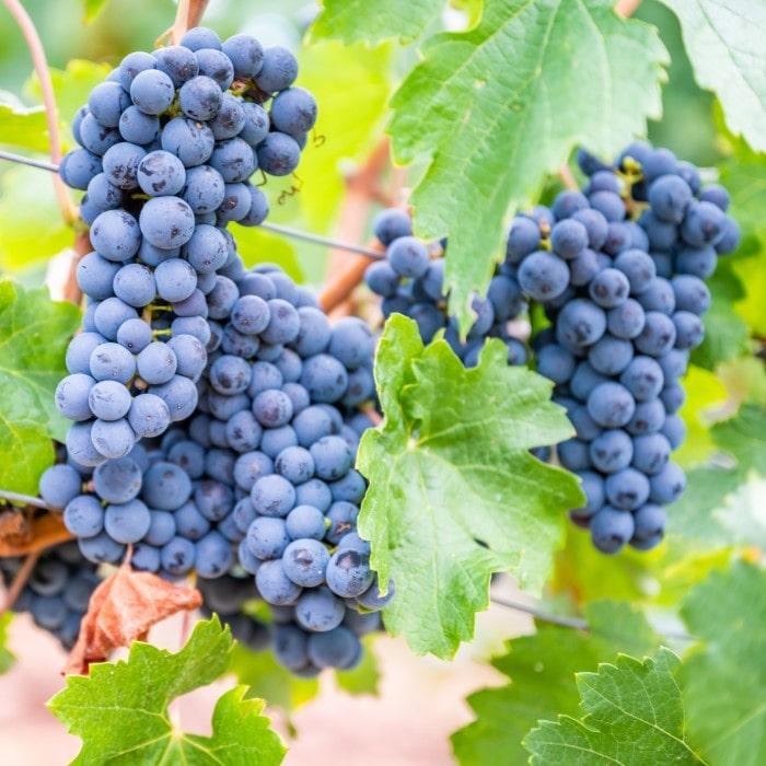 Vitis Labrusca Concord Grape - View 8 from www redcrocus com