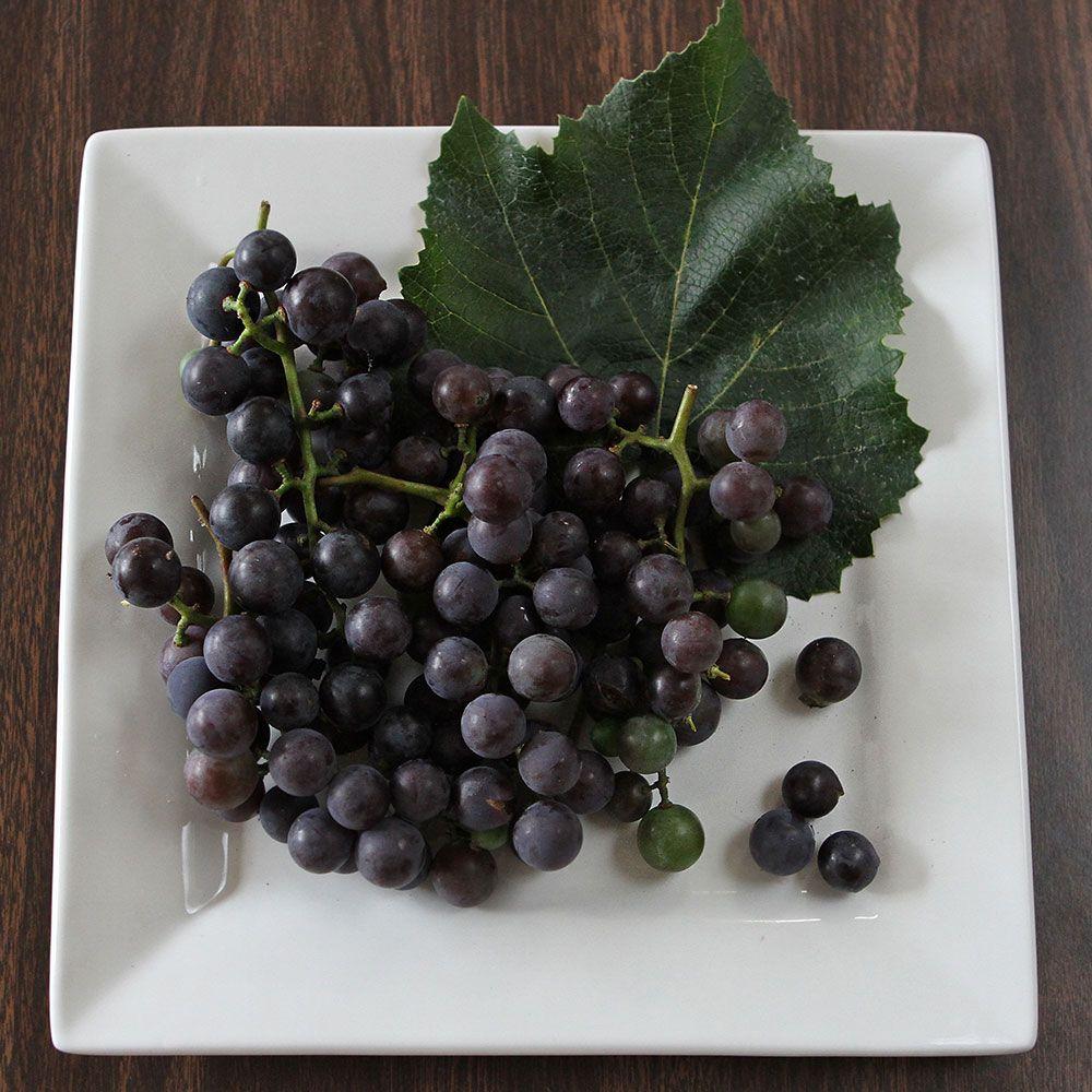 Vitis Labrusca Concord Grape - View 9 from www redcrocus com