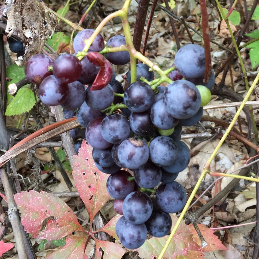 Vitis Labrusca 'concord Grape' - View 10 from www redcrocus com