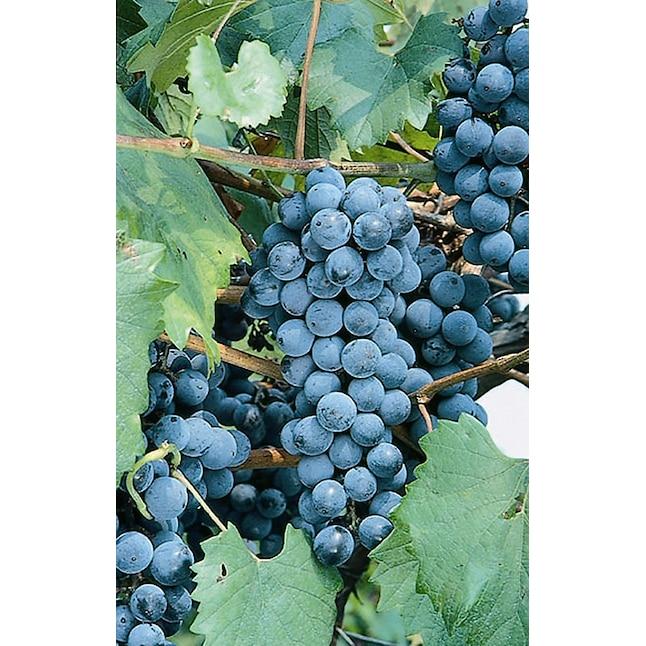 Vitis Labrusca 'concord Grape' - View 12 from www redcrocus com