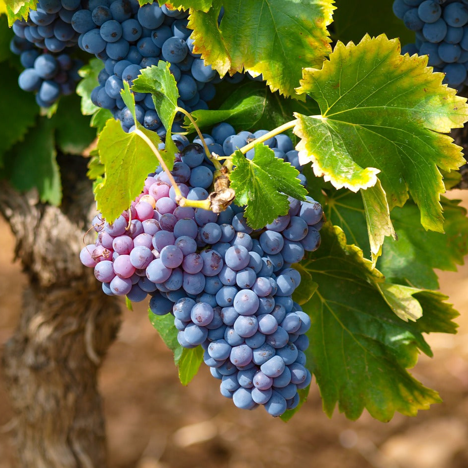 Vitis Labrusca 'concord Grape' - View 13 from www redcrocus com