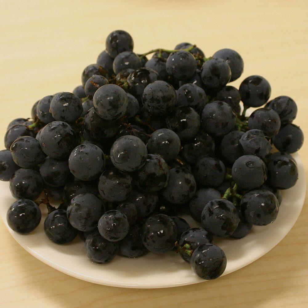 Vitis Labrusca 'concord Grape' - View 14 from www redcrocus com