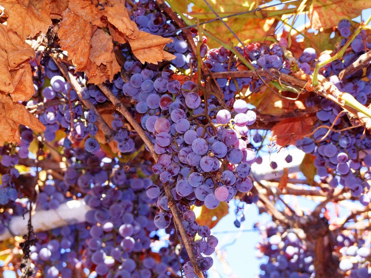 Vitis Labrusca 'concord Grape' - View 16 from www redcrocus com
