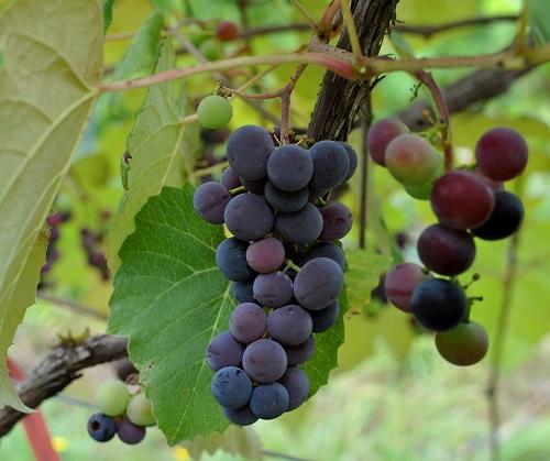 Vitis Labrusca 'concord Grape' - View 17 from www redcrocus com