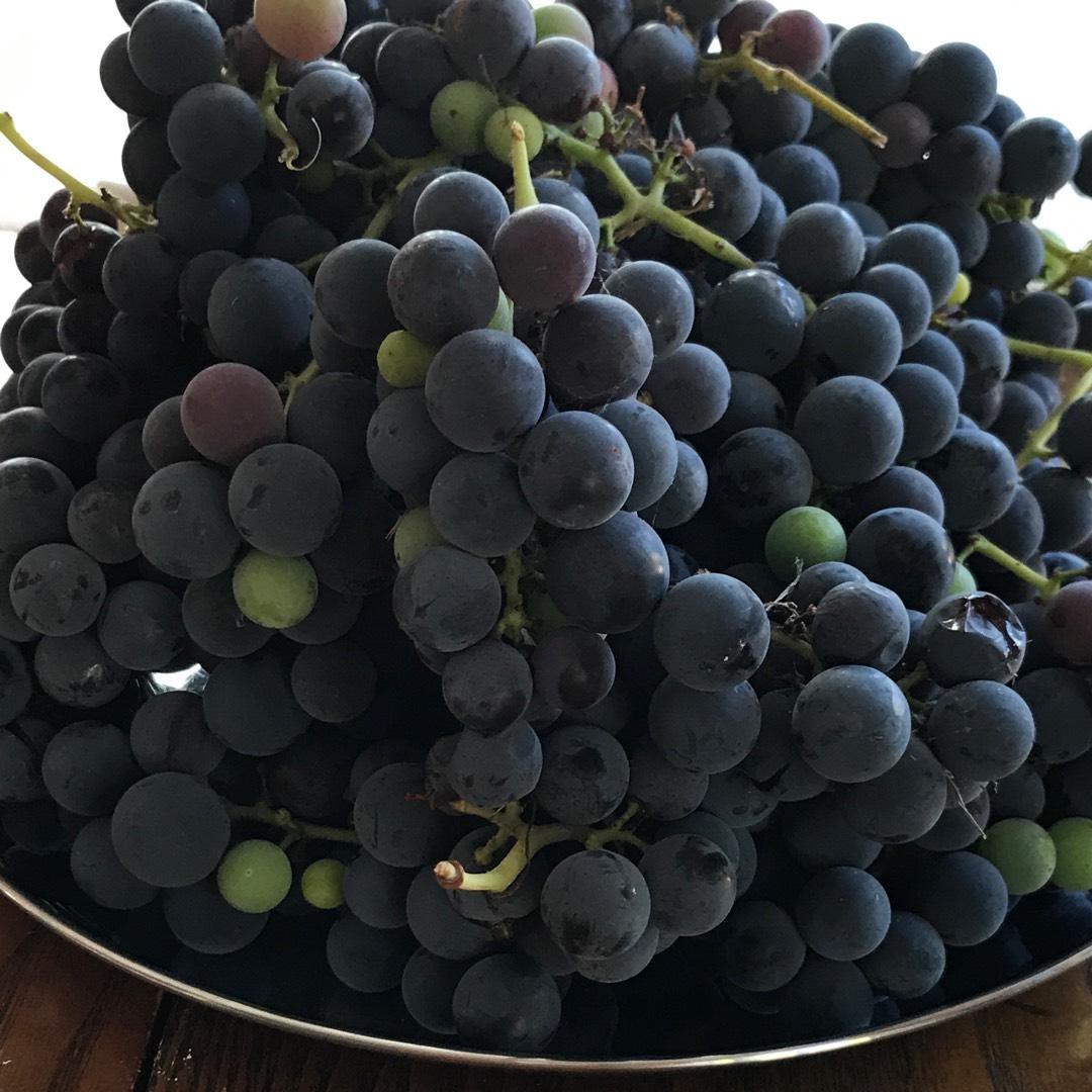 Vitis Labrusca 'concord Grape' - View 18 from www redcrocus com