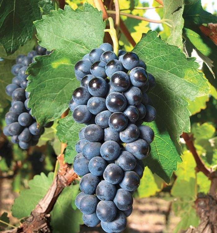 Vitis Labrusca 'concord Grape' - View 2 from www redcrocus com