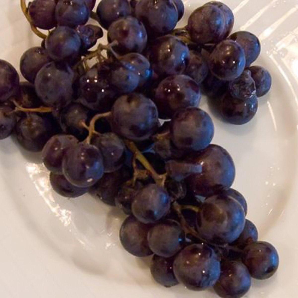 Vitis Labrusca 'concord Grape' - View 5 from www redcrocus com