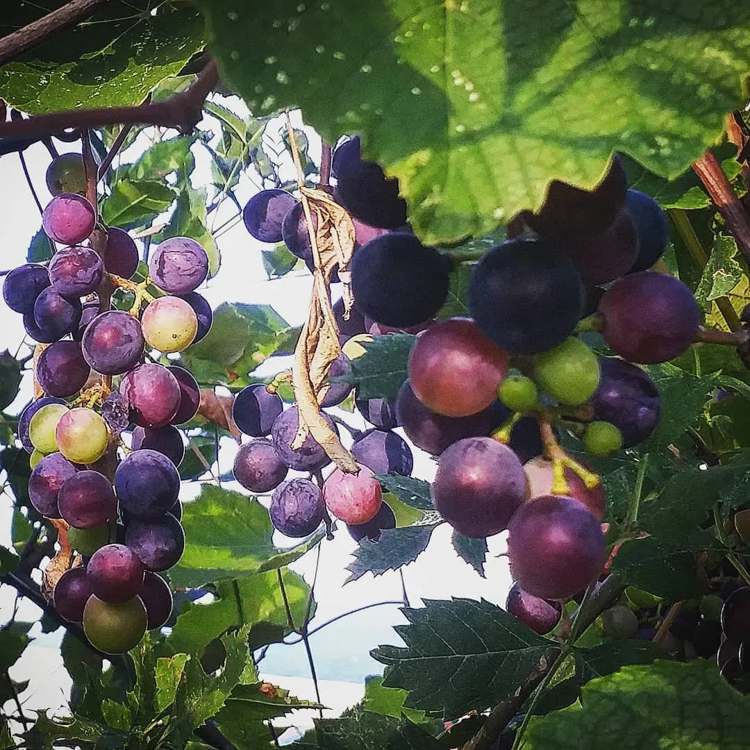 Vitis Labrusca 'concord Grape' - View 6 from www redcrocus com