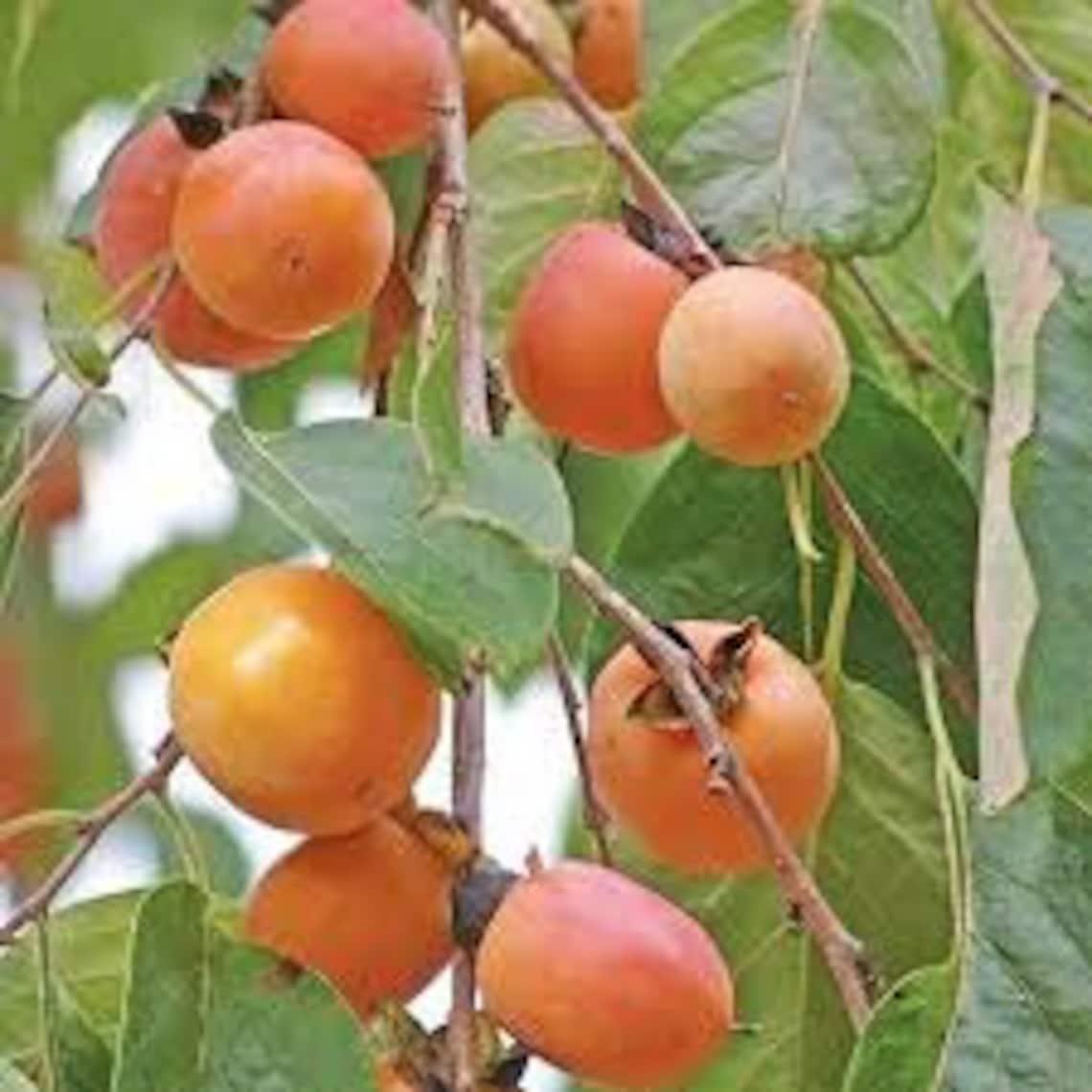 Diospyros Virginiana - View 16 from www redcrocus com