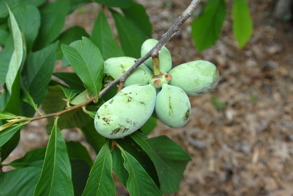 Diospyros Virginiana - View 1 from www redcrocus com