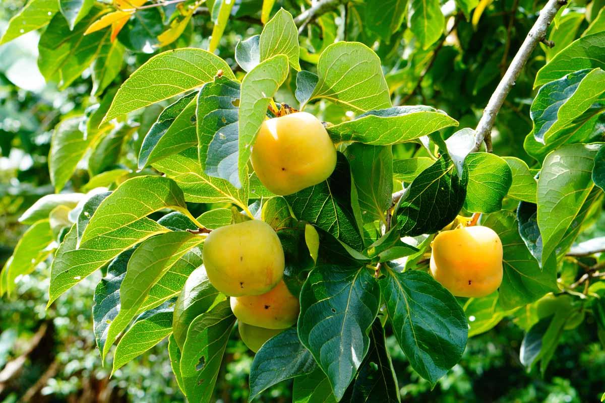 Diospyros Virginiana - View 20 from www redcrocus com