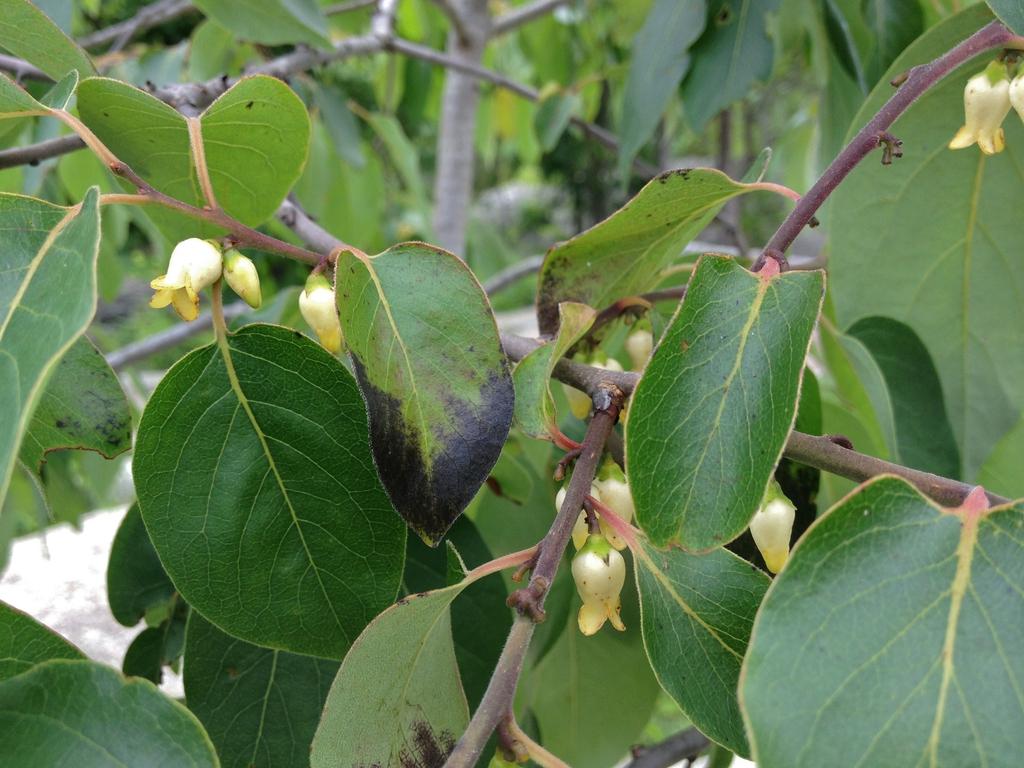 Diospyros Virginiana - View 2 from www redcrocus com