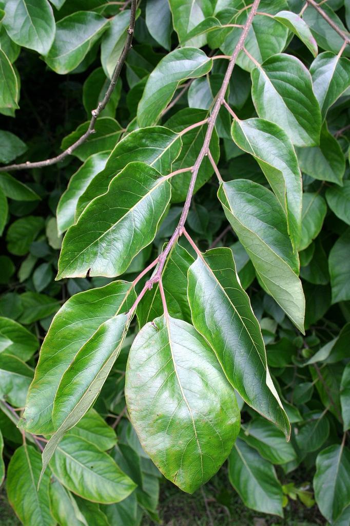 Diospyros Virginiana - View 3 from www redcrocus com