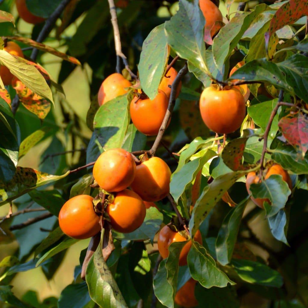 Diospyros Virginiana - View 7 from www redcrocus com