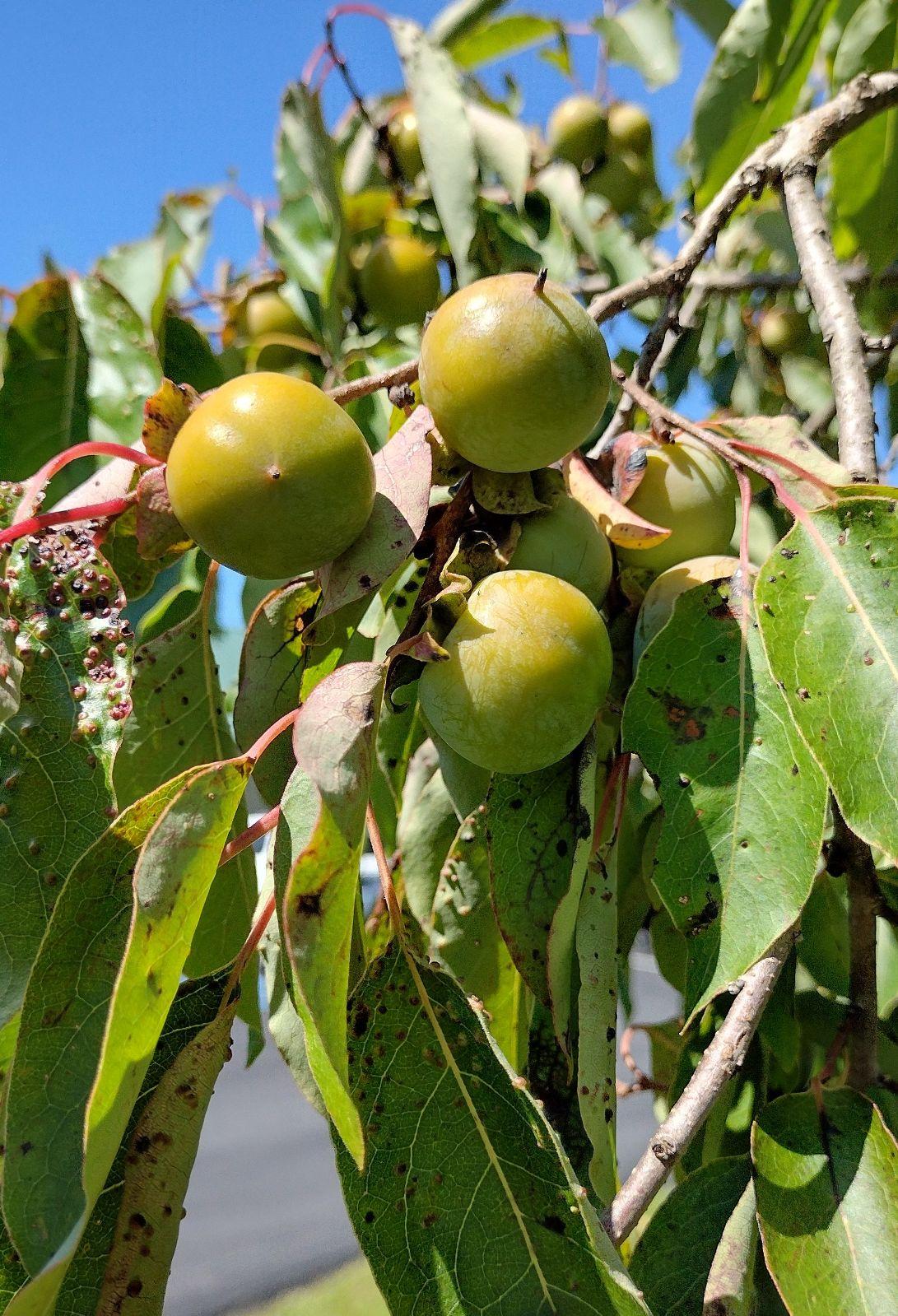 Diospyros Virginiana - View 9 from www redcrocus com