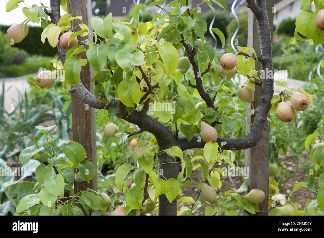 Pyrus Communis Combo 3 In 1 Espalier - View 9 from www redcrocus com