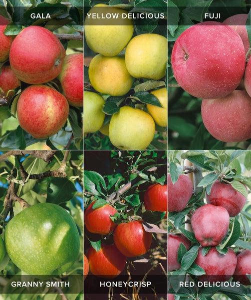 Malus Domestica 'honeycrisp' Espalier - View 9 from www redcrocus com