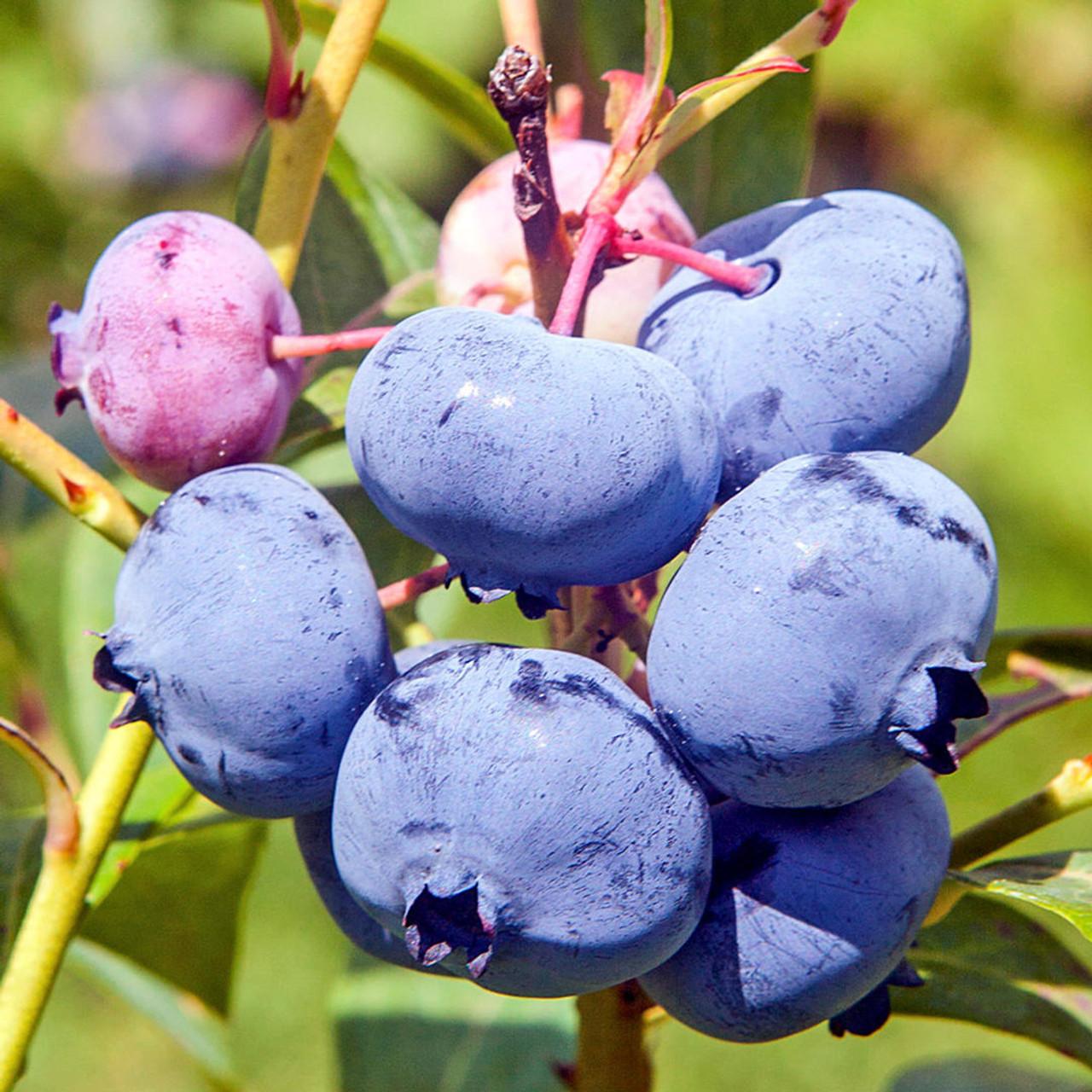 Blueberry Vaccinium Corymbosum Spartan - View 10 from www redcrocus com