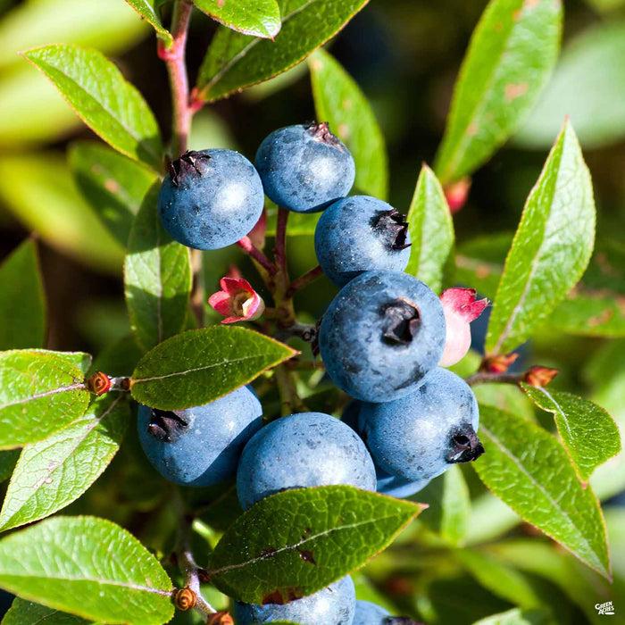 Blueberry Vaccinium Corymbosum Spartan - View 11 from www redcrocus com