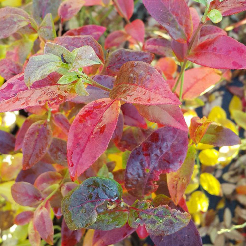 Blueberry Vaccinium Corymbosum Spartan - View 15 from www redcrocus com
