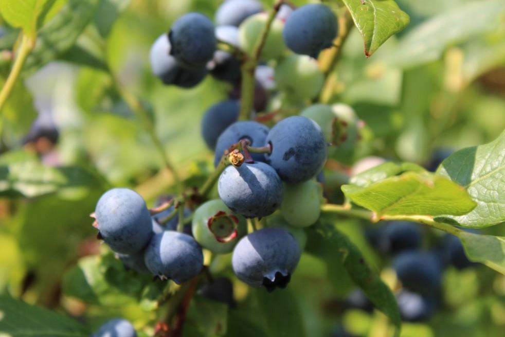 Blueberry Vaccinium Corymbosum Spartan - View 2 from www redcrocus com