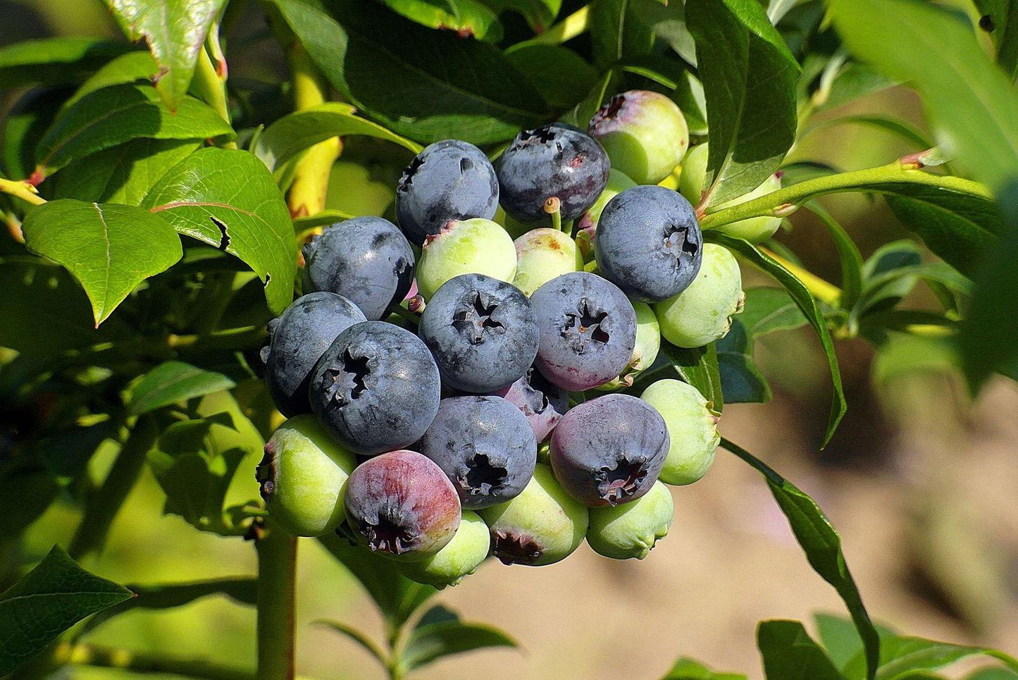 Blueberry Vaccinium Corymbosum Spartan - View 4 from www redcrocus com