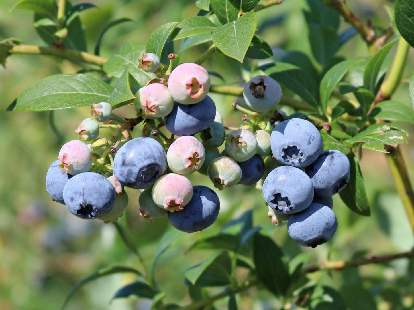 Blueberry Vaccinium Corymbosum Spartan - View 5 from www redcrocus com