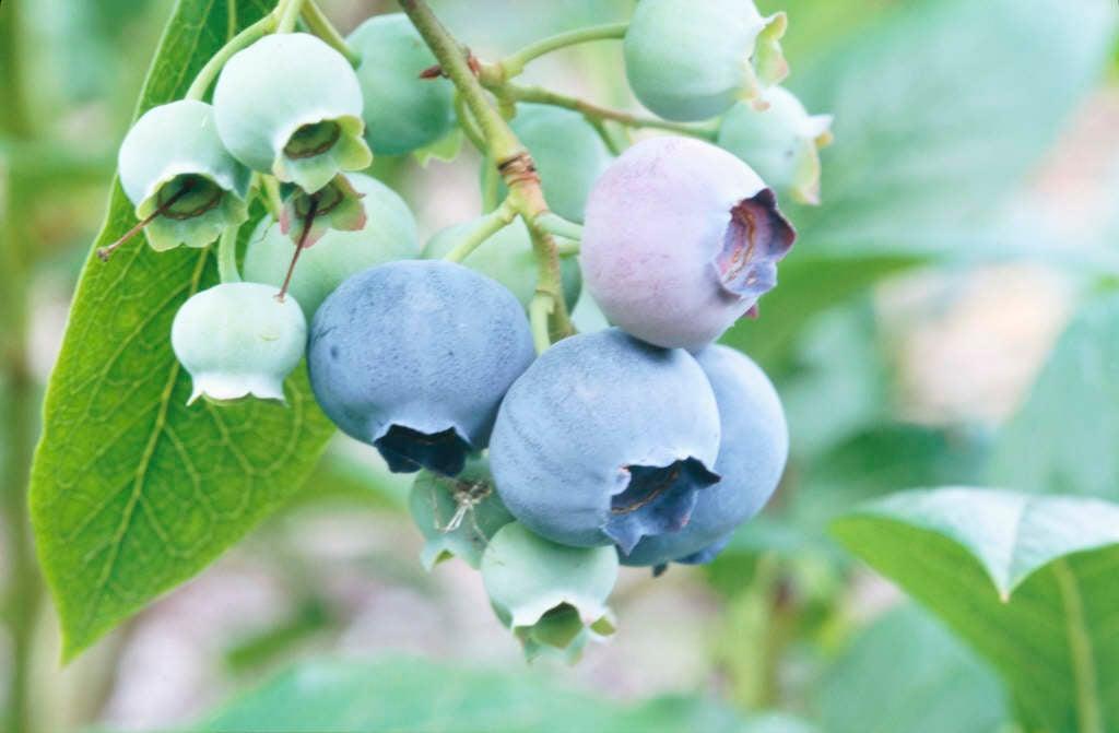 Blueberry Vaccinium Corymbosum Spartan - View 7 from www redcrocus com