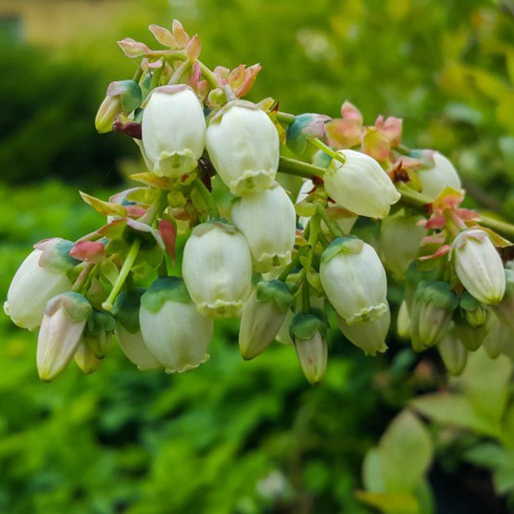 Blueberry Vaccinium Corymbosum Spartan - View 8 from www redcrocus com
