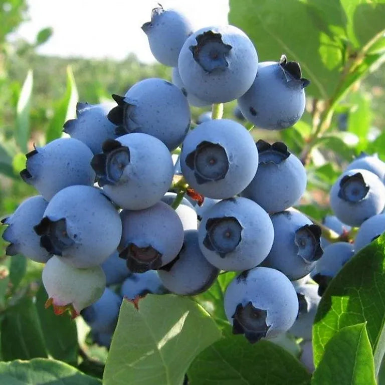 Blueberry Vaccinium Corymbosum Spartan - View 9 from www redcrocus com