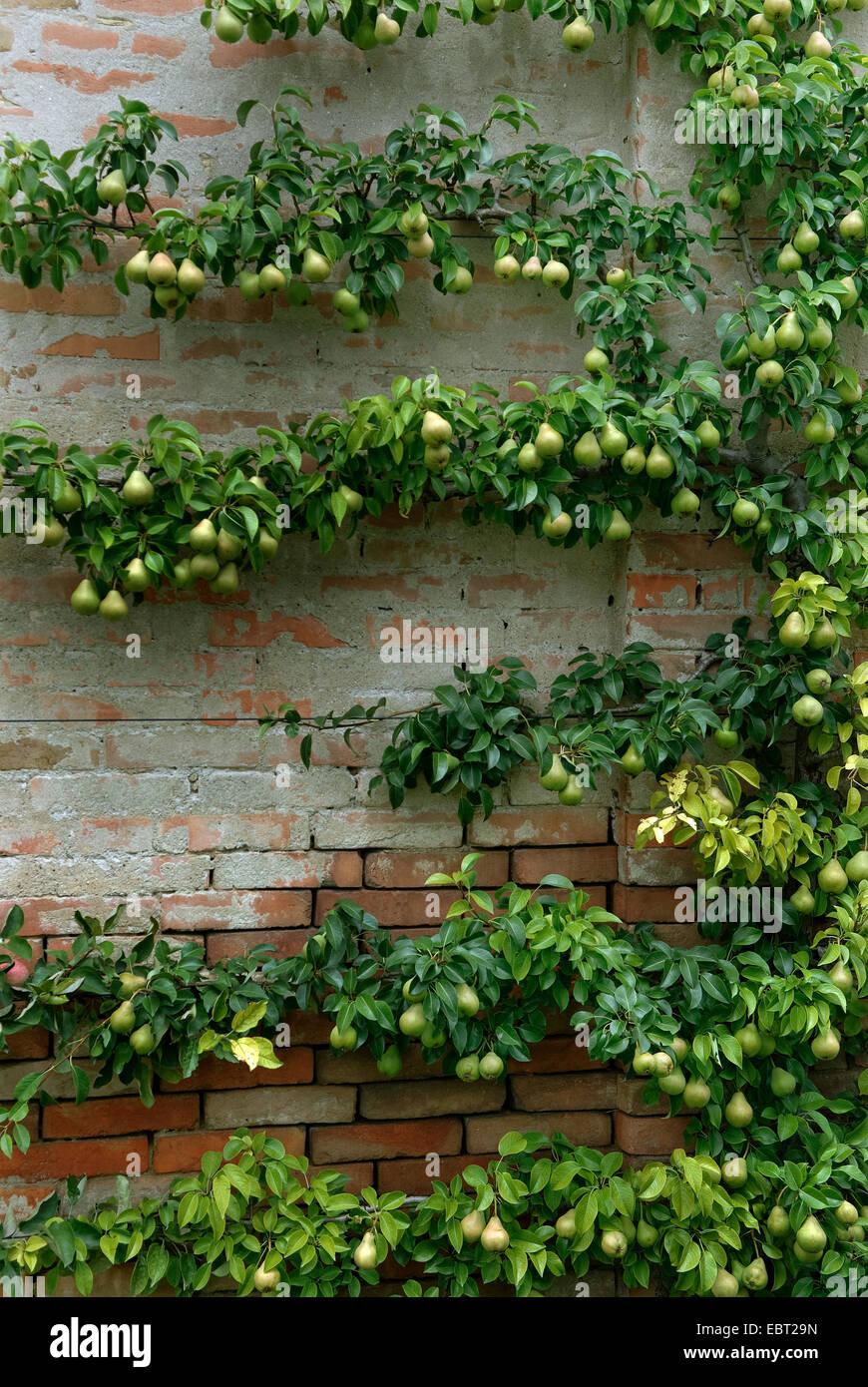 Pyrus Communis Bartlett Espalier - View 12 from www redcrocus com
