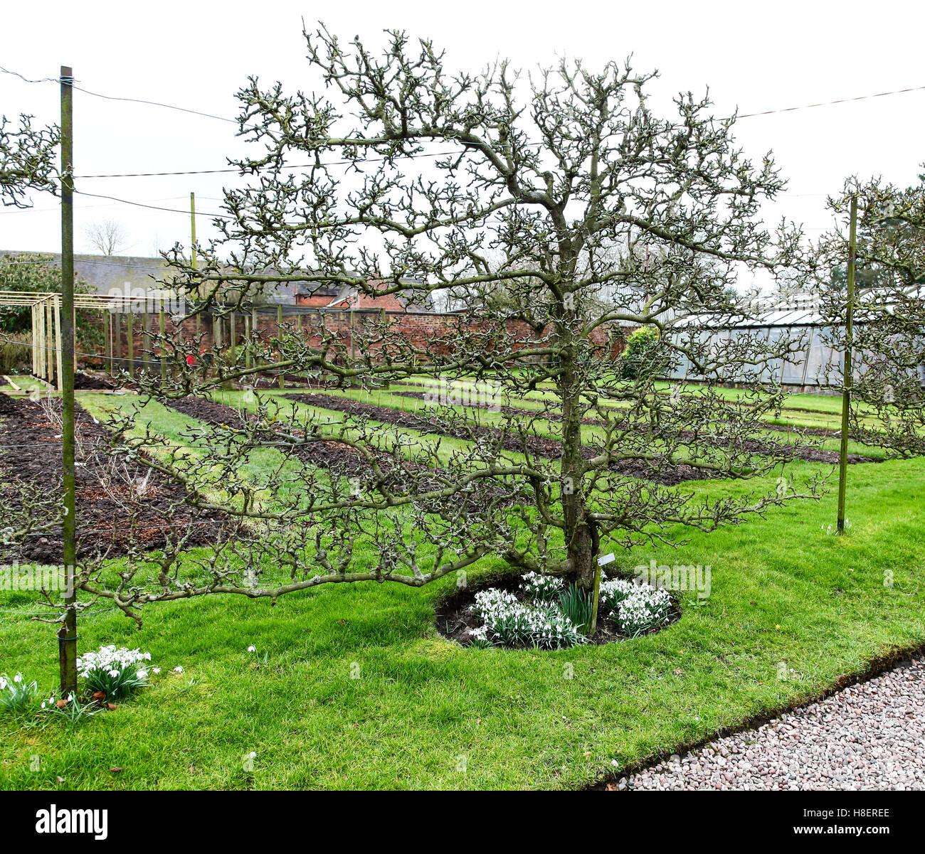 Pyrus Communis Bartlett Espalier - View 13 from www redcrocus com