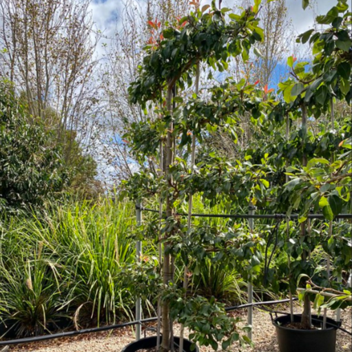 Pyrus Communis Bartlett Espalier - View 14 from www redcrocus com