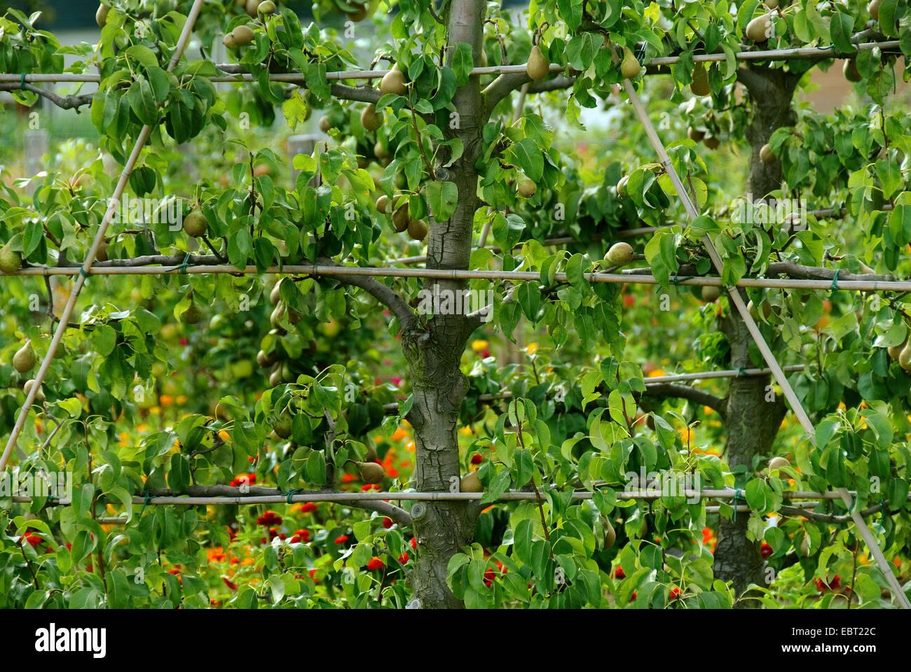 Pyrus Communis Bartlett Espalier - View 14 from www redcrocus com