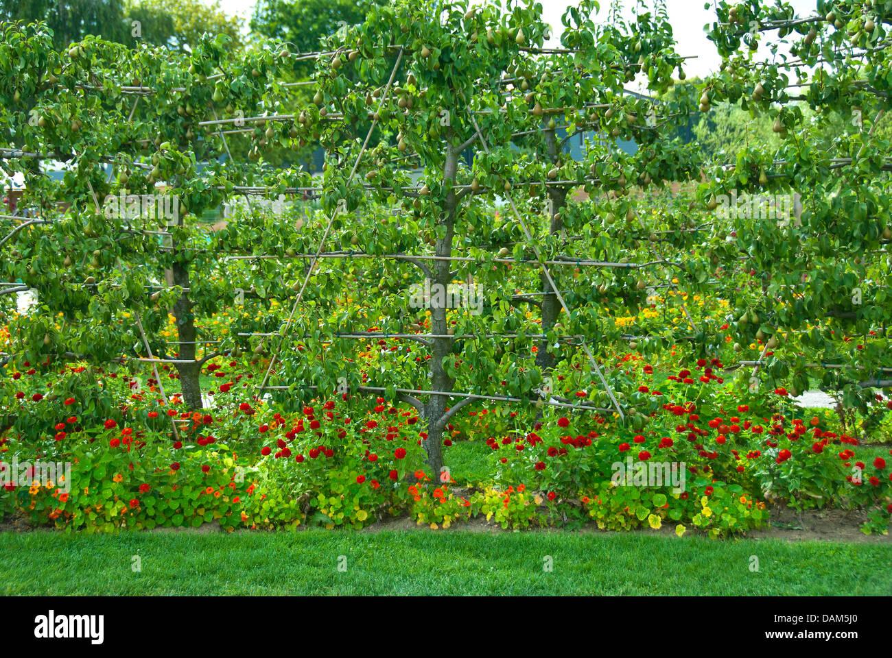 Pyrus Communis Bartlett Espalier - View 15 from www redcrocus com