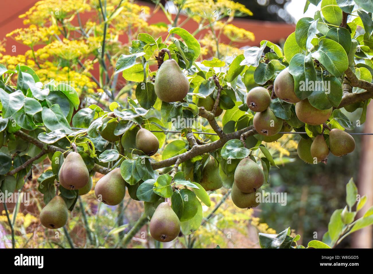 Pyrus Communis Bartlett Espalier - View 16 from www redcrocus com