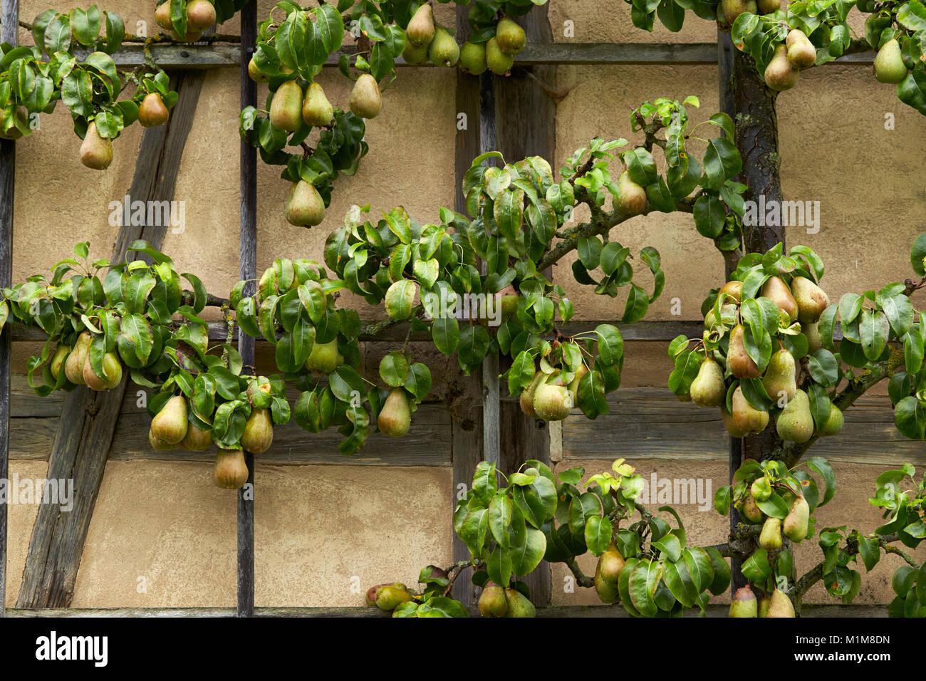 Pyrus Communis Bartlett Espalier - View 17 from www redcrocus com