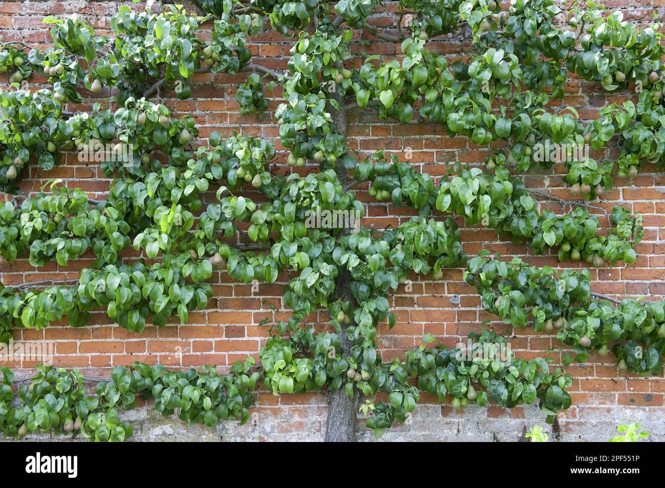 Pyrus Communis Bartlett Espalier - View 18 from www redcrocus com