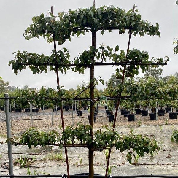 Pyrus Communis Bartlett Espalier - View 19 from www redcrocus com