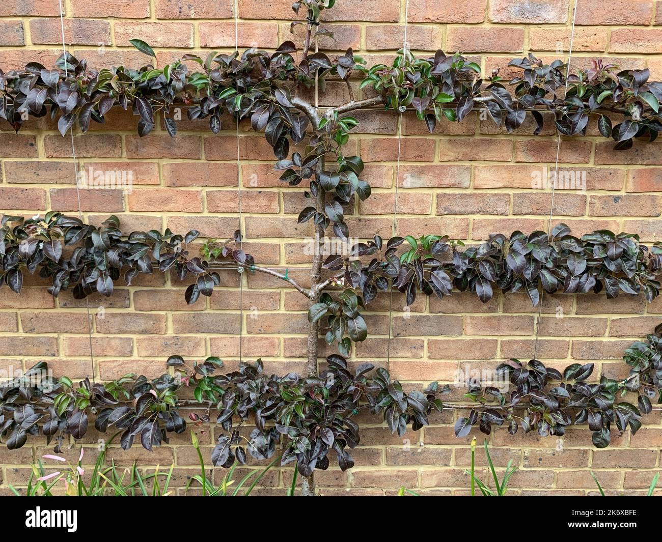 Pyrus Communis Bartlett Espalier - View 1 from www redcrocus com