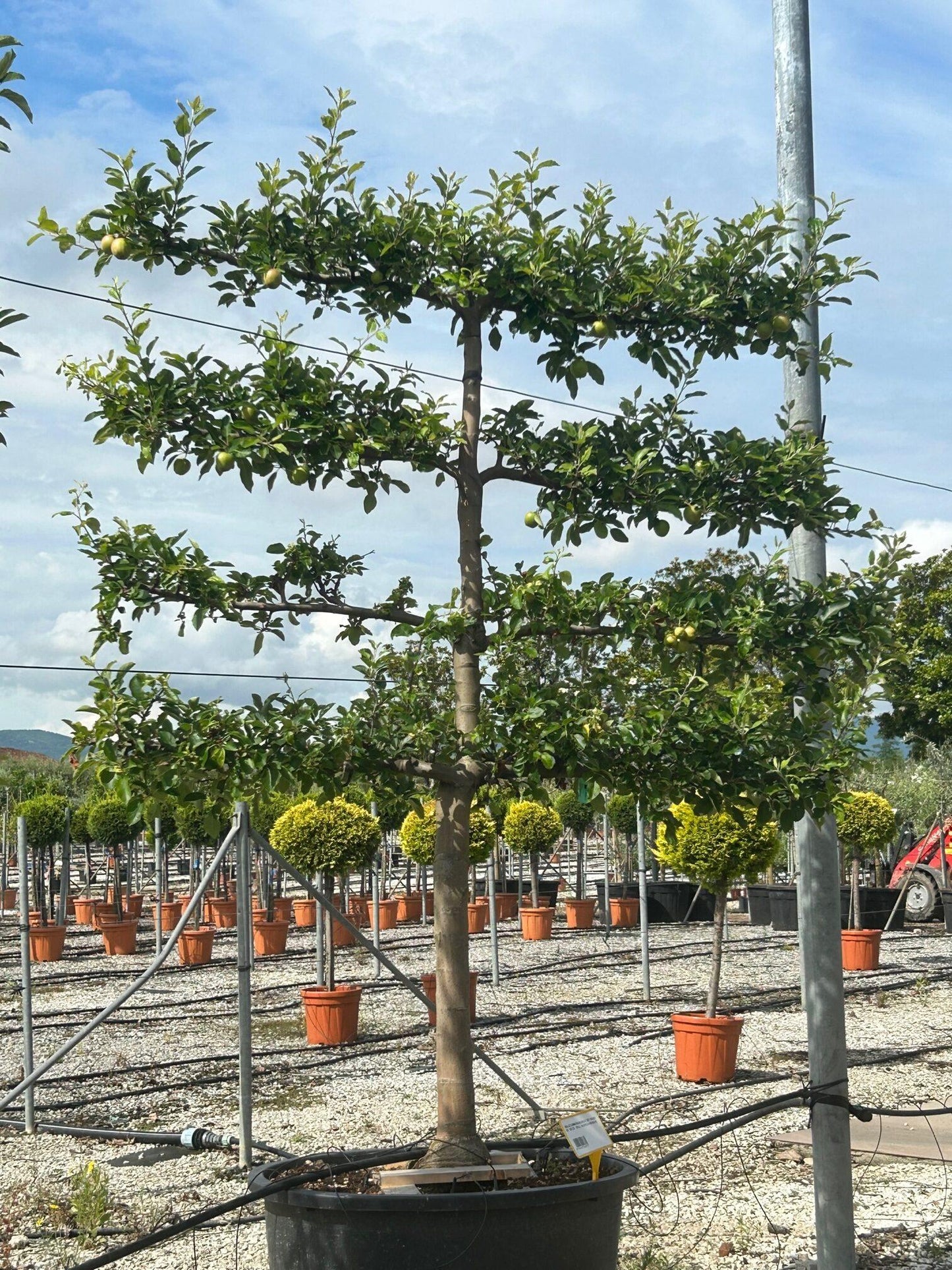 Pyrus Communis Bartlett Espalier - View 2 from www redcrocus com