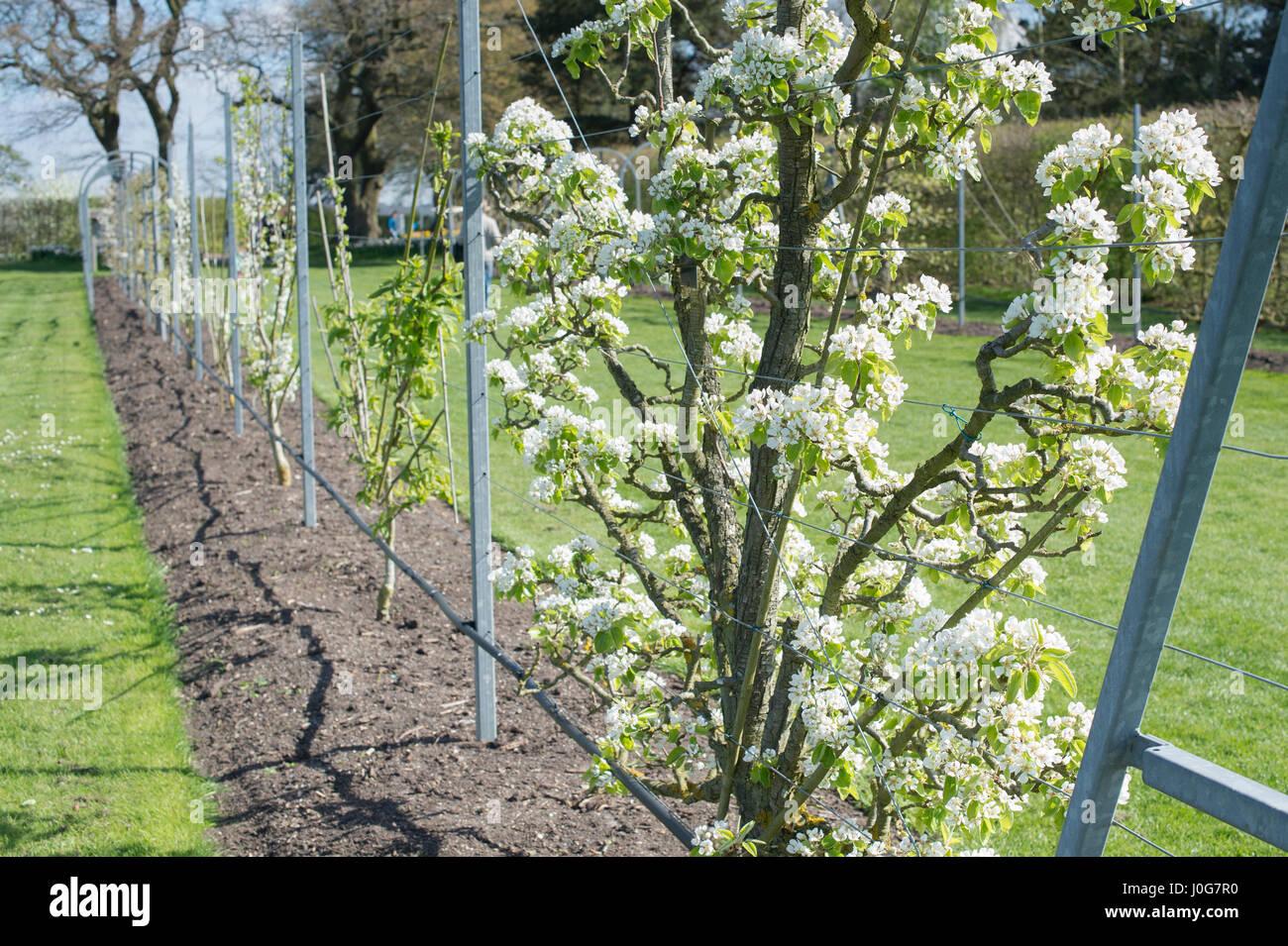 Pyrus Communis Bartlett Espalier - View 4 from www redcrocus com