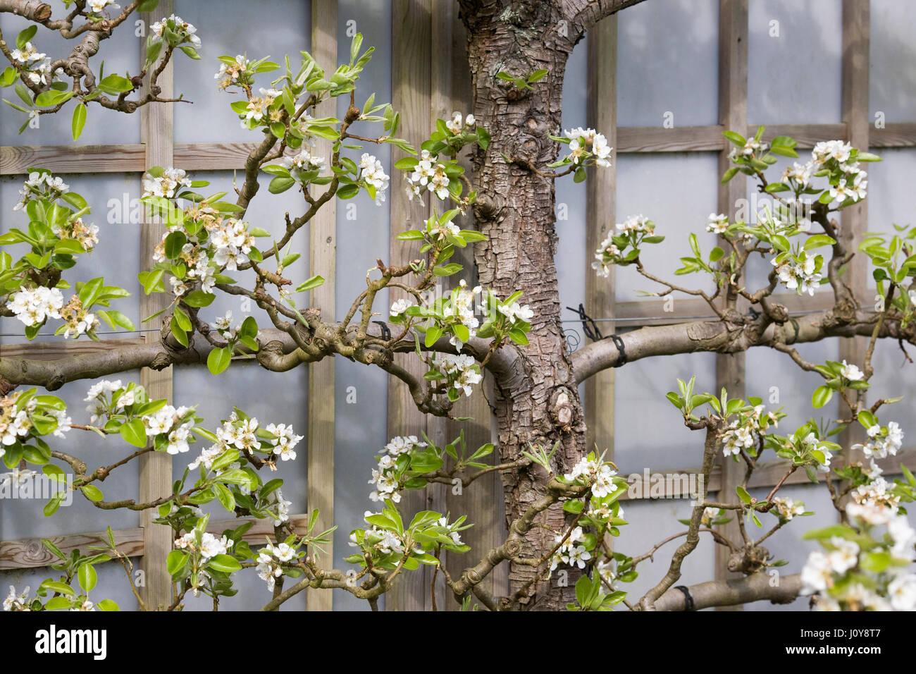 Pyrus Communis Bartlett Espalier - View 5 from www redcrocus com