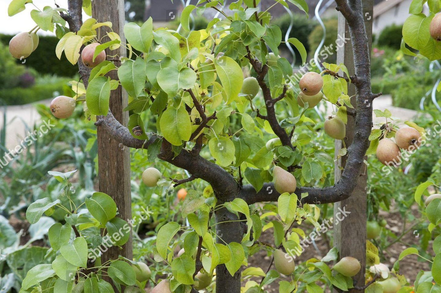 Pyrus Communis Bartlett Espalier - View 6 from www redcrocus com