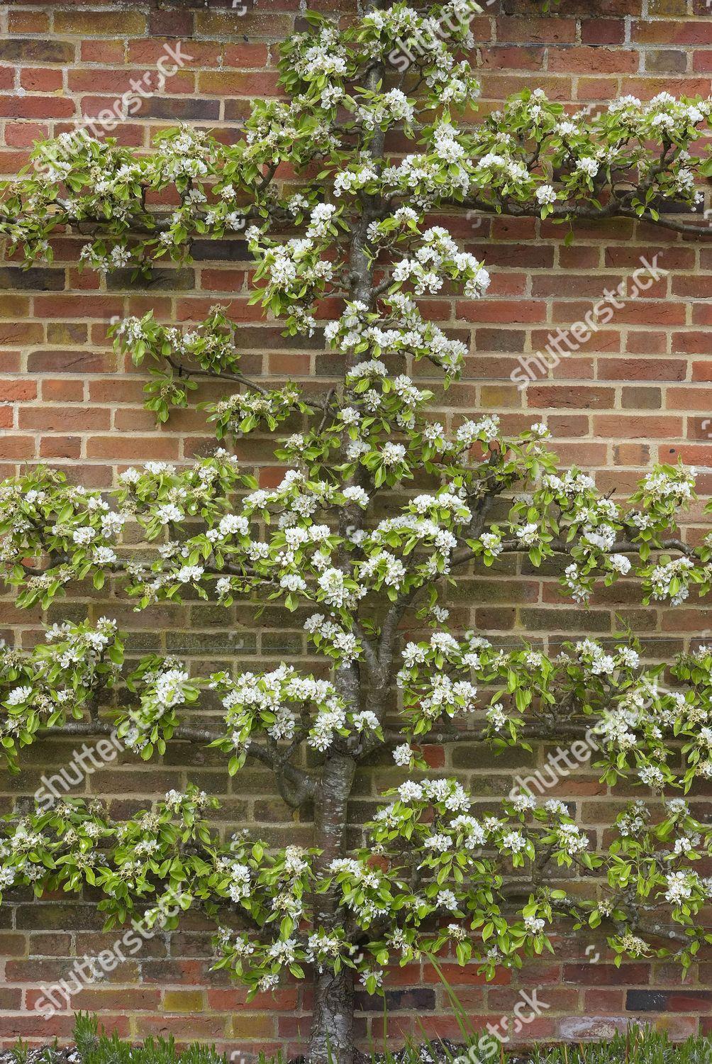 Pyrus Communis Bartlett Espalier - View 7 from www redcrocus com
