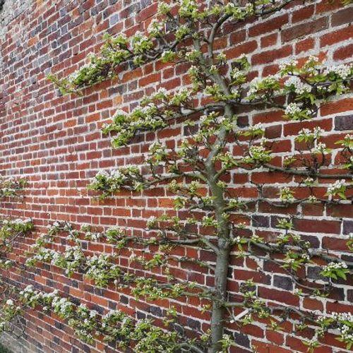 Pyrus Communis Bartlett Espalier - View 8 from www redcrocus com
