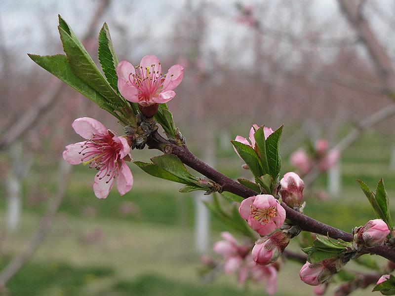 Prunus Persica Flavortop - View 10 from www redcrocus com