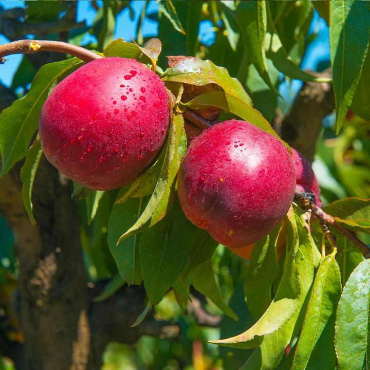 Prunus Persica Flavortop - View 11 from www redcrocus com
