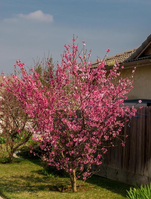 Prunus Persica Flavortop - View 12 from www redcrocus com
