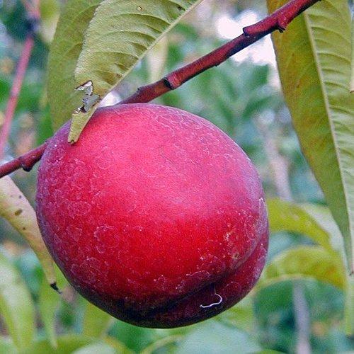 Prunus Persica Flavortop - View 7 from www redcrocus com